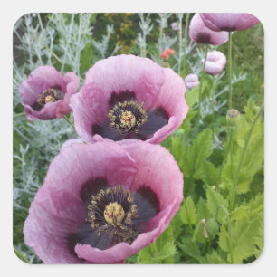 Lila Poppy Poppies Blume Auto Air Freshener Quadratischer Aufkleber