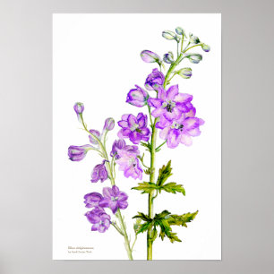 Lila Poster der botanischen Kunst des Delphinium