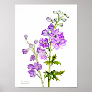 Lila Poster der botanischen Kunst des Delphinium