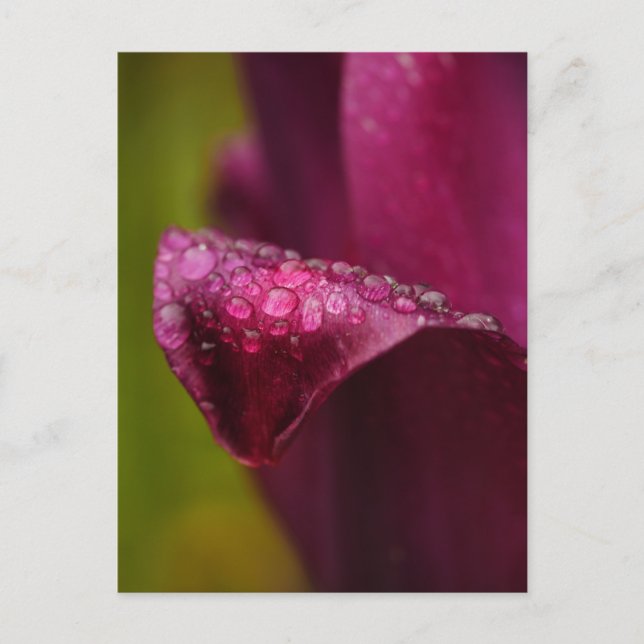 Lila Postkarte (Vorderseite)