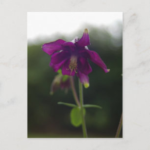 Lila Postkarte