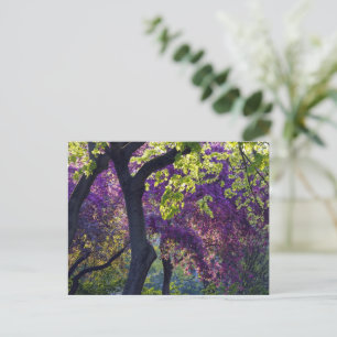 Lila postkarte