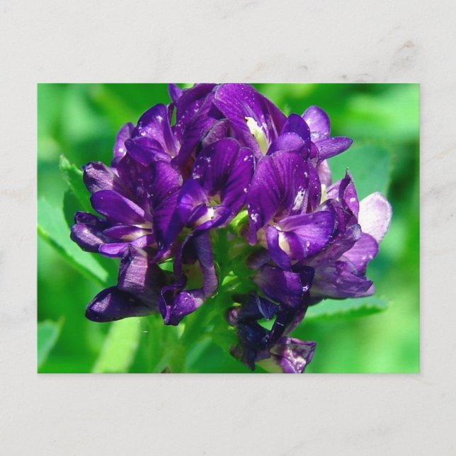 Lila Prairie Alfalfa Postkarte (Vorderseite)