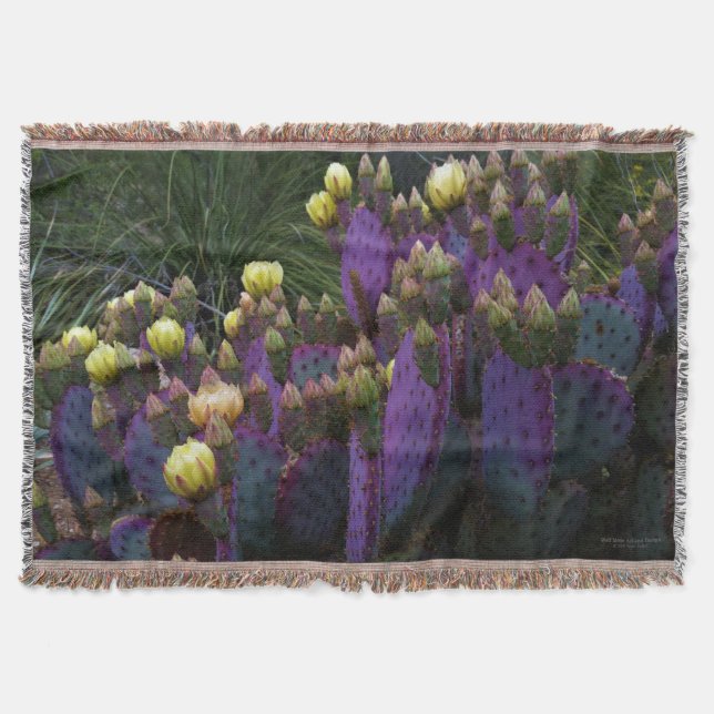 Lila Prickly Birne Opuntia Kaktus Gelbe Blüten Decke (Vorderseite)