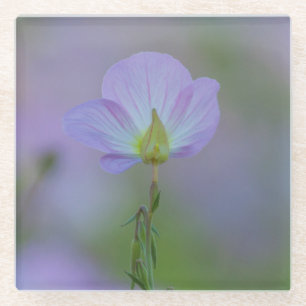 Lila Primrose Glasuntersetzer