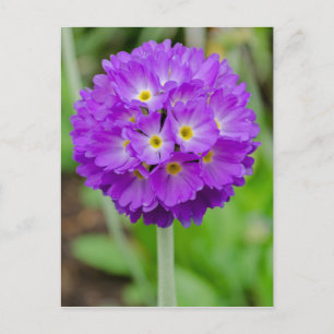 Lila Primula Blume Postkarte