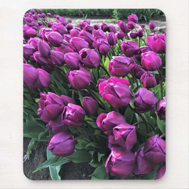 Lila Prince Tulips Mousepad (Vorne)
