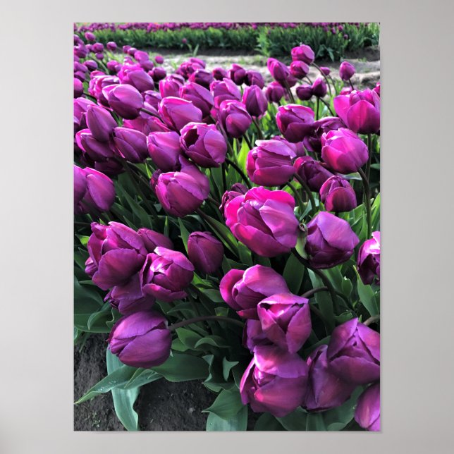 Lila Prince Tulips Poster (Vorne)