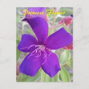 Lila Princess-Blume - Postkarte für Schneckenpost
