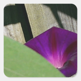 Lila Quadratischer Aufkleber