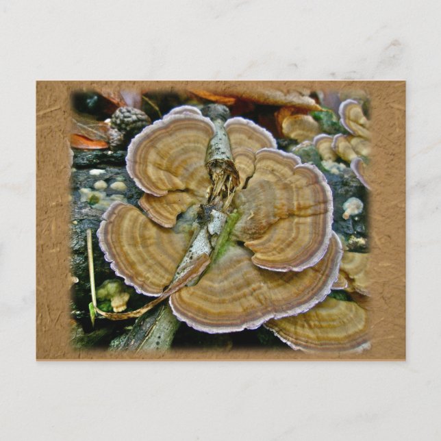 Lila Randlage Fungus Coordinated Items Postkarte (Vorderseite)