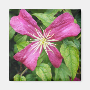 Lila Rebe-Blume Magnet