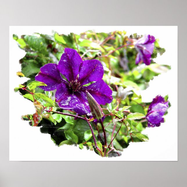 Lila Regen Poster (Vorne)