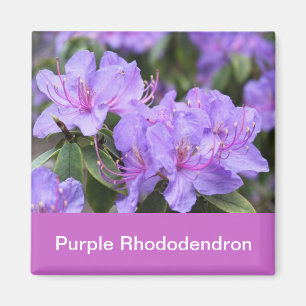 lila Rhododendron Magnet