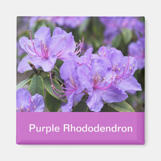 lila Rhododendron Magnet (Vorne)