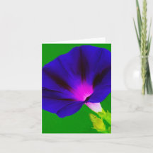 Lila-Rosa Blüten