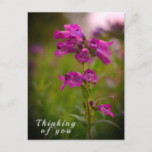 Lila Rosa Dragonmouth Blume Denken Sie an Sie Postkarte