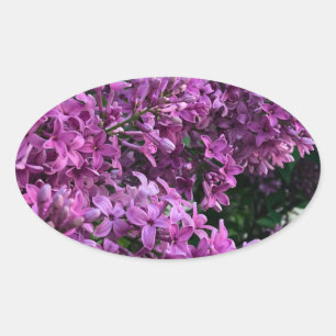 Lila rosa Flieder romantisches rosa Blumenfoto Ovaler Aufkleber