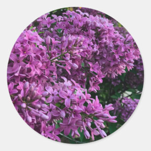 Lila rosa Flieder romantisches rosa Blumenfoto Runder Aufkleber