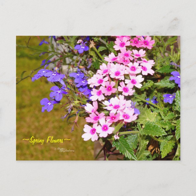 Lila Rosa Frühlingsblumen Postkarte (Vorderseite)