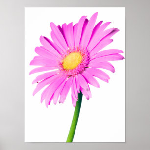 Lila rosa Gänseblümchen kundengebundene Poster