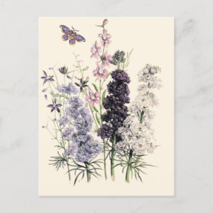 Lila, Rosa-Garten-Blume, Schmetterling Postkarte