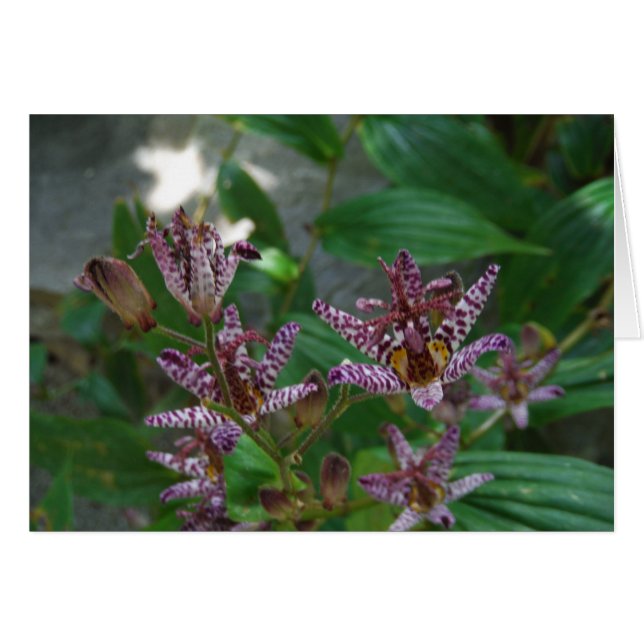 Lila, rosa gestreifte Orchidee wie Blume (Vorderseite (Horizontal))