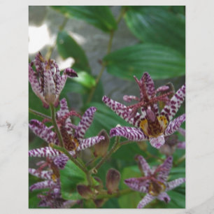 Lila, rosa gestreifte Orchidee wie Blume