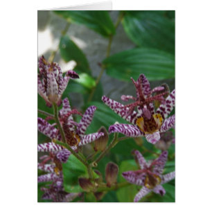 Lila, rosa gestreifte Orchidee wie Blume