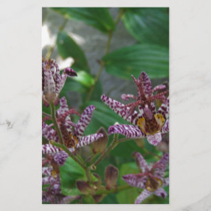 Lila, rosa gestreifte Orchidee wie Blume Briefpapier