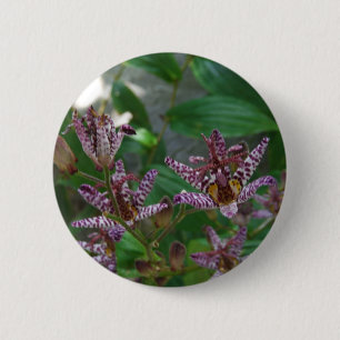 Lila, rosa gestreifte Orchidee wie Blume Button