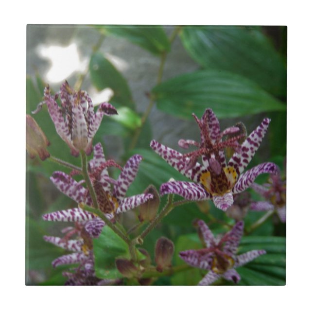 Lila, rosa gestreifte Orchidee wie Blume Fliese (Vorderseite)