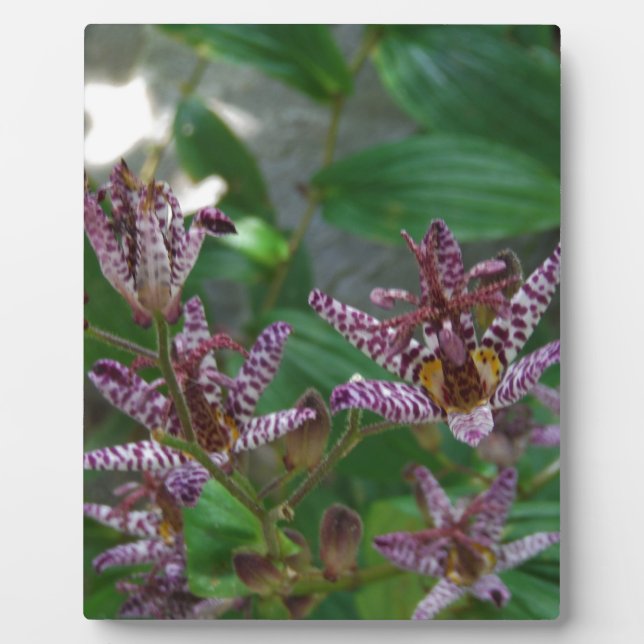 Lila, rosa gestreifte Orchidee wie Blume Fotoplatte (Vorderseite)