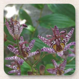 Lila, rosa gestreifte Orchidee wie Blume Getränkeuntersetzer