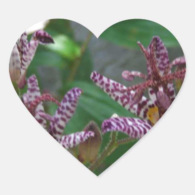 Lila, rosa gestreifte Orchidee wie Blume Herz-Aufkleber (Vorderseite)