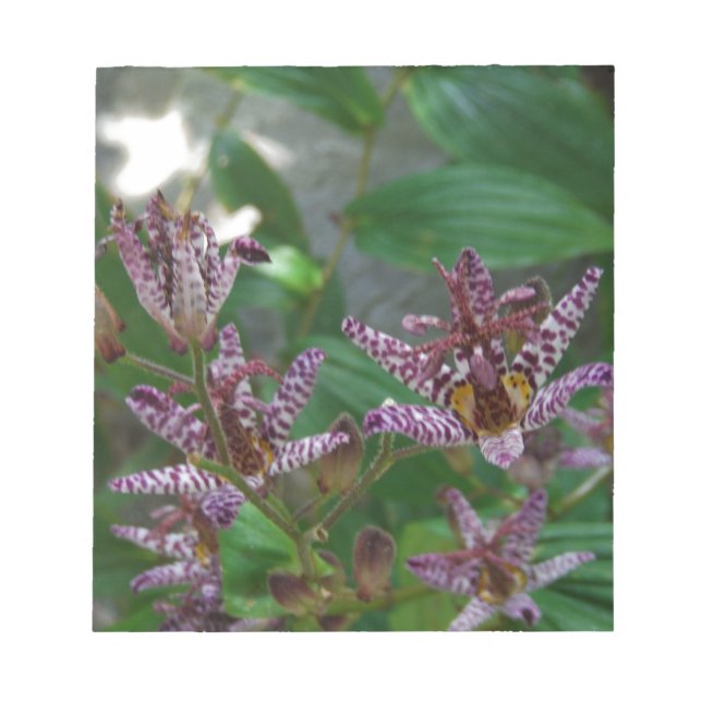 Lila, rosa gestreifte Orchidee wie Blume Notizblock (Vorderseite)