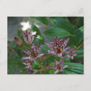 Lila, rosa gestreifte Orchidee wie Blume Postkarte