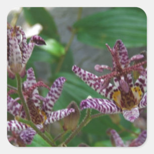 Lila, rosa gestreifte Orchidee wie Blume Quadratischer Aufkleber