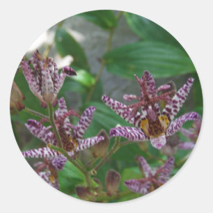 Lila, rosa gestreifte Orchidee wie Blume Runder Aufkleber