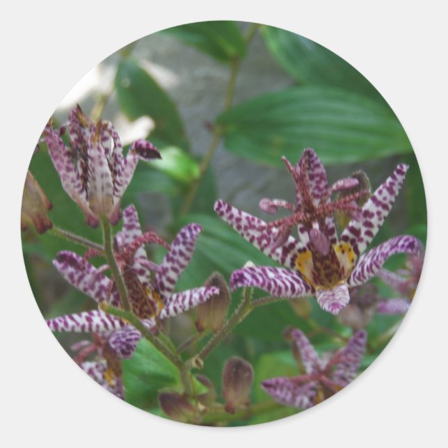 Lila, rosa gestreifte Orchidee wie Blume Runder Aufkleber (Vorderseite)