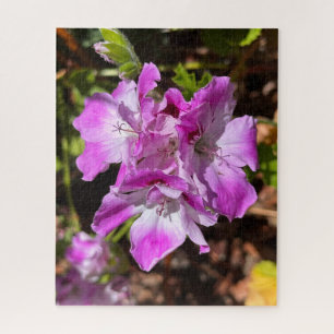 Lila-rosa Martha Washington Geranie, Oakland Puzzle