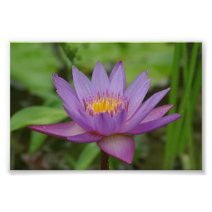 Lila rosa Wasser-Lilien-Blume Fotodruck