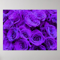 Lila Rose, lebhafte lila Blumen