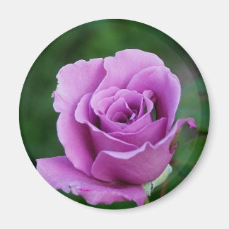 Lila Rose Magnet
