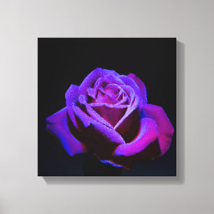 Lila Rose mit Wassertropfen auf schwarzem Grund Leinwanddruck