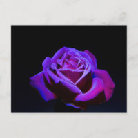 Lila Rose mit Wassertropfen auf schwarzem Grund