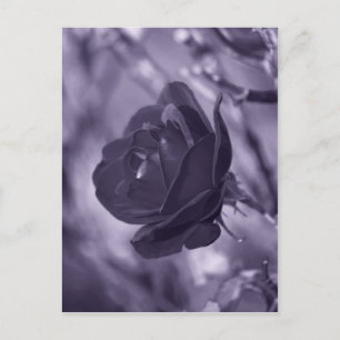 Lila Rose Postkarte