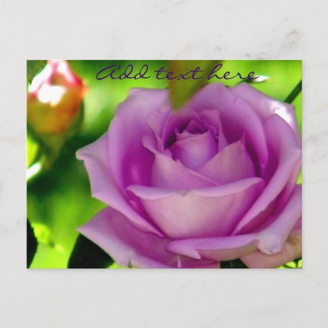 Lila Rose_ Postkarte (Vorderseite)