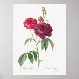 Lila Rose Rosa Gallica Pierre Joseph Redoute Poster