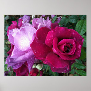Lila Rosen-Plakat Poster
